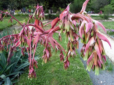 Beschorneria yuccoides - medium image 2