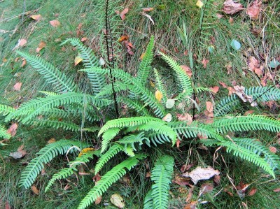 Blechnum spicant AGM - medium image 2