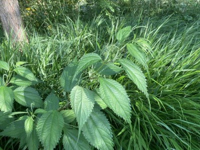 Boehmeria sieboldiana - medium image 2