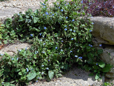 Borago pygmaea - medium image 2