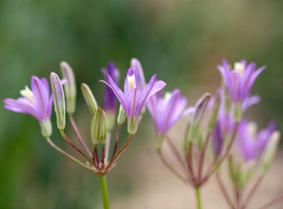 Brodiaea californica - medium image 2
