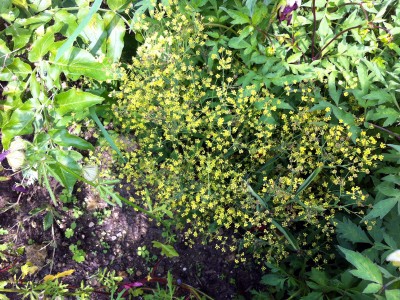 Bupleurum falcatum - medium image 2