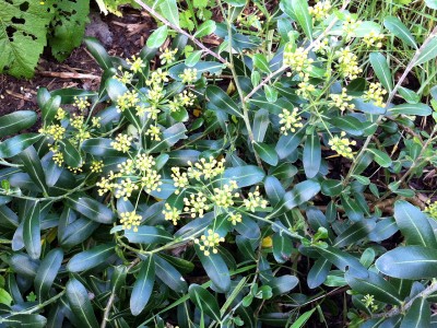 Bupleurum fruticosum - medium image 2