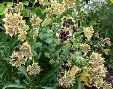 Bupleurum griffithii - medium image 2