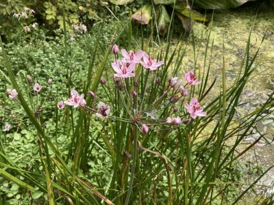 Butomus umbellatus - medium image 2