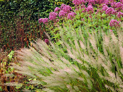 Calamagrostis brachytricha - medium image 2