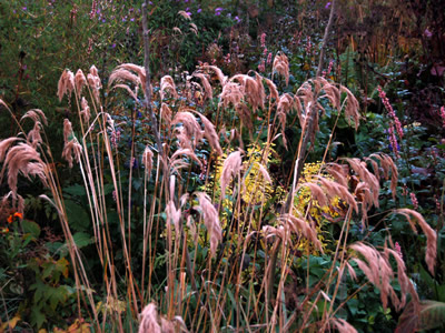 Calamagrostis emodensis - medium image 2