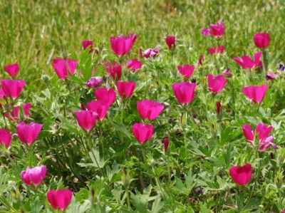 Callirhoe involucrata - medium image 2