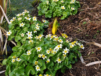 Caltha palustris 'Alba' - medium image 2