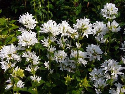 Campanula glomerata 'Alba' - medium image 2