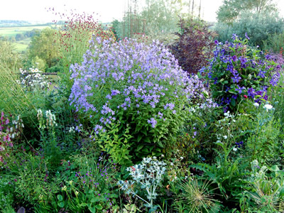 Campanula lactiflora 'Deep Blue' - medium image 2