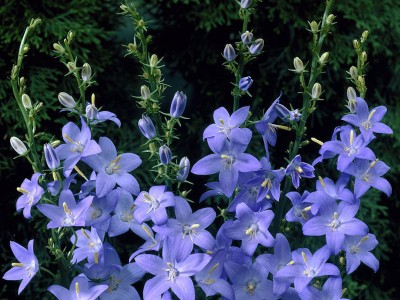 Campanula pyramidalis - medium image 2