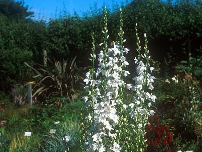 Campanula pyramidalis 'Alba' - medium image 2