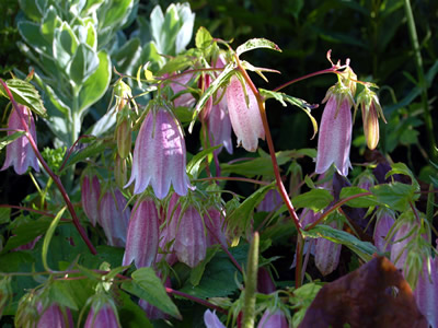 Campanula takesimana - medium image 2