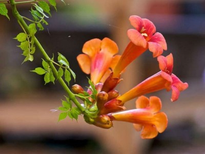 Campsis radicans - medium image 2