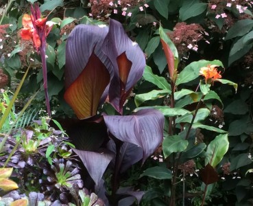 Canna 'Tropicanna Black' - medium image 2