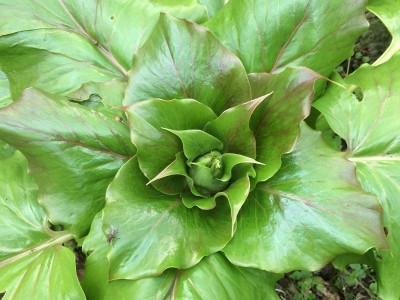 Cardiocrinum giganteum - medium image 2