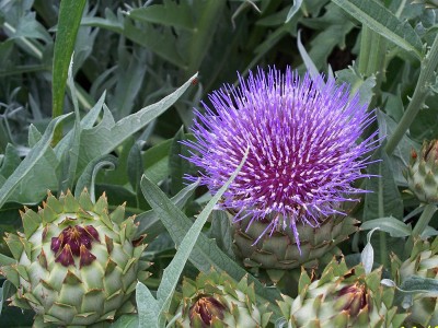 Cardoon - medium image 2