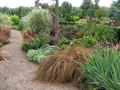Carex flagellifera - medium image 2
