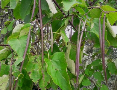 Catalpa bignonoides AGM - medium image 2
