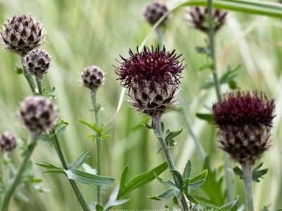 Centaurea atropurpurea - medium image 2