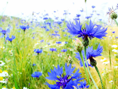 Centaurea cyanus - medium image 2