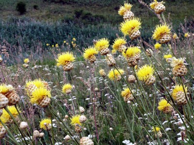 Centaurea orientalis - medium image 2