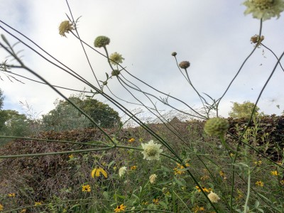 Cephalaria dipsacoides - medium image 2