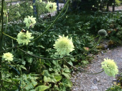 Cephalaria gigantea - medium image 2