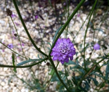 Cephalaria transylvanica - medium image 2