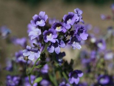 Chaenorrhinum origanifolium - medium image 2