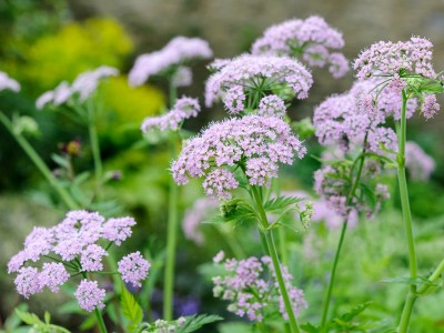 Chaerophyllum hirsutum 'Roseum' - medium image 2