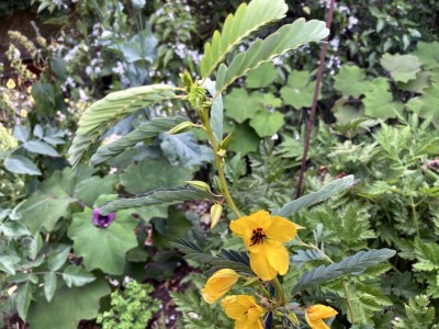 Chamaecrista fasciculata - medium image 2