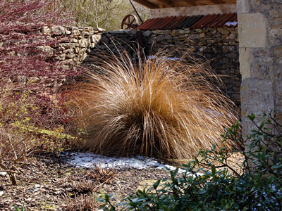 Chionochloa rubra - medium image 2