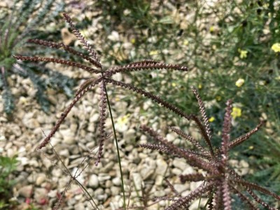 Chloris dolichostachya - medium image 2