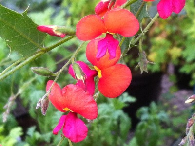 Chorizema diversifolium - medium image 2