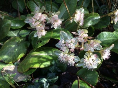Chrysosplenium macrophyllum - medium image 2