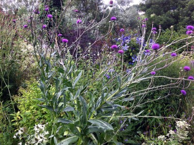 Cirsium canum - medium image 2