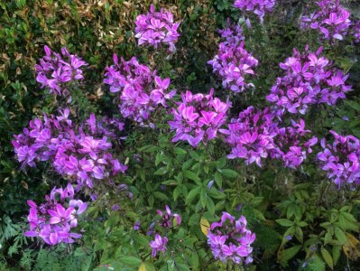 Cleome 'Senorita Rosalita' - medium image 2