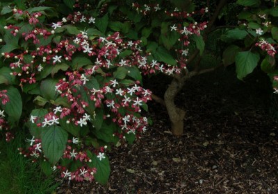 Clerodendrum trichotomum AGM - medium image 2
