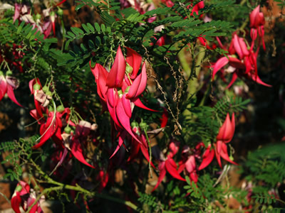 Clianthus puniceus - medium image 2