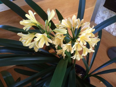 Clivia miniata 'Aurea' - medium image 2