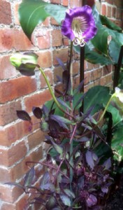 Cobaea scandens - medium image 2
