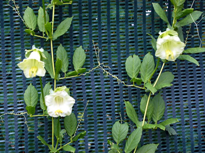 Cobaea scandens alba - medium image 2
