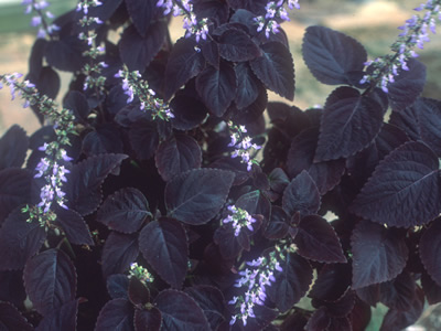 Coleus 'Palisandra' - medium image 2