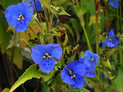 Commelina coelestis - medium image 2