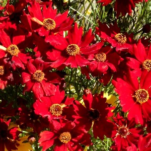 Coreopsis tinctoria 'Amulet' - medium image 2
