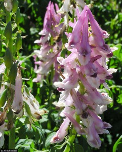 Corydalis caseana ssp brandegeei - medium image 2