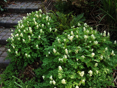 Corydalis ochroleuca - medium image 2