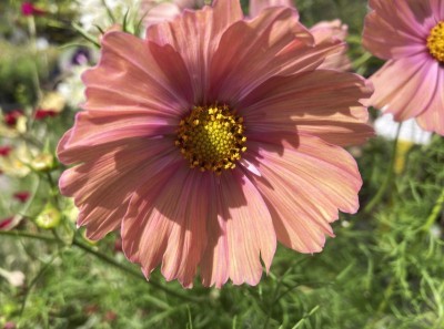Cosmos bipinnatus 'Apricotta' - medium image 2